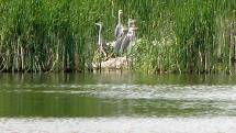 Ochránáři živočichů kroužkují mláďata ptáků na rybnících na Tachovsku. 