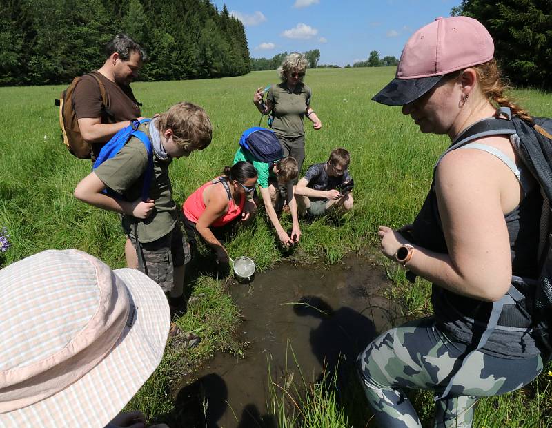 Z pozorování motýlů a dalších živožichů na loukách u Svaté Kateřiny.