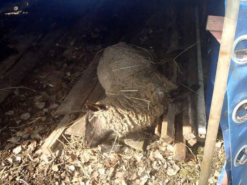 UHYNULÁ OVCE ležela podle svědků na paletě pod přístřeškem od pondělí. Jak dlouho zde ležela ta druhá, nikdo netuší. Nyní se čeká na výsledky pitvy.