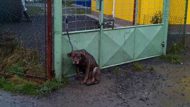 HNĚDÁ fenka, kříženka labradora, byla přivázána k bráně útulku. Ráno na ni upozornili úředníci. 