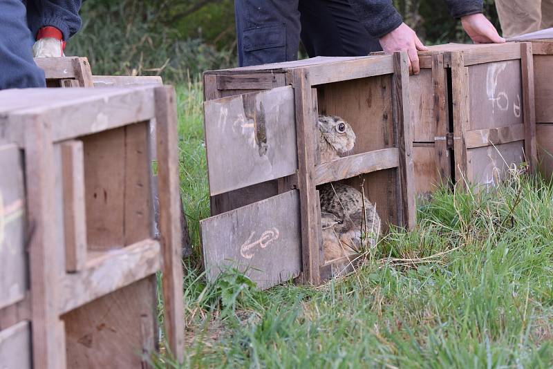 Padesát zajíců se rozuteklo v okolí Lšelína nedaleko Kostelce.