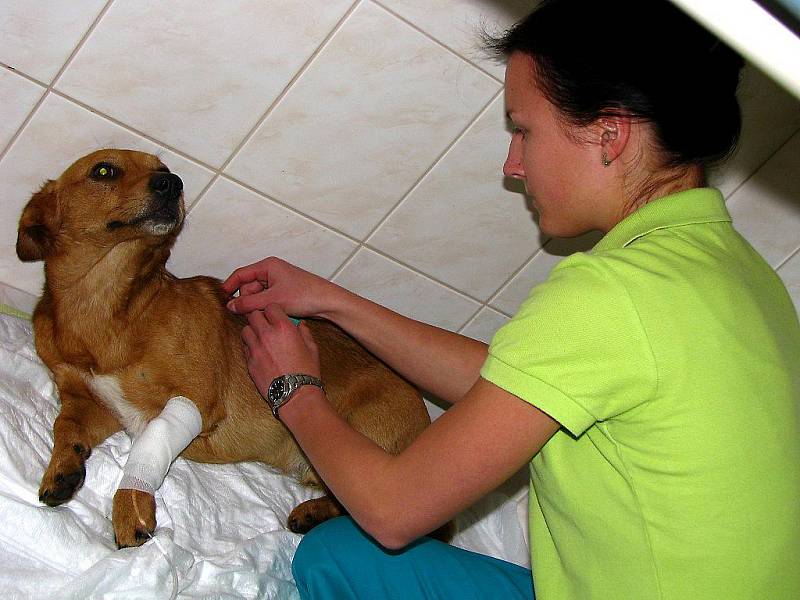 Na snímku veterinární sestra Daniela Vlnová podává nalezenému a zraněnému psu injekčně léky proti bolesti.