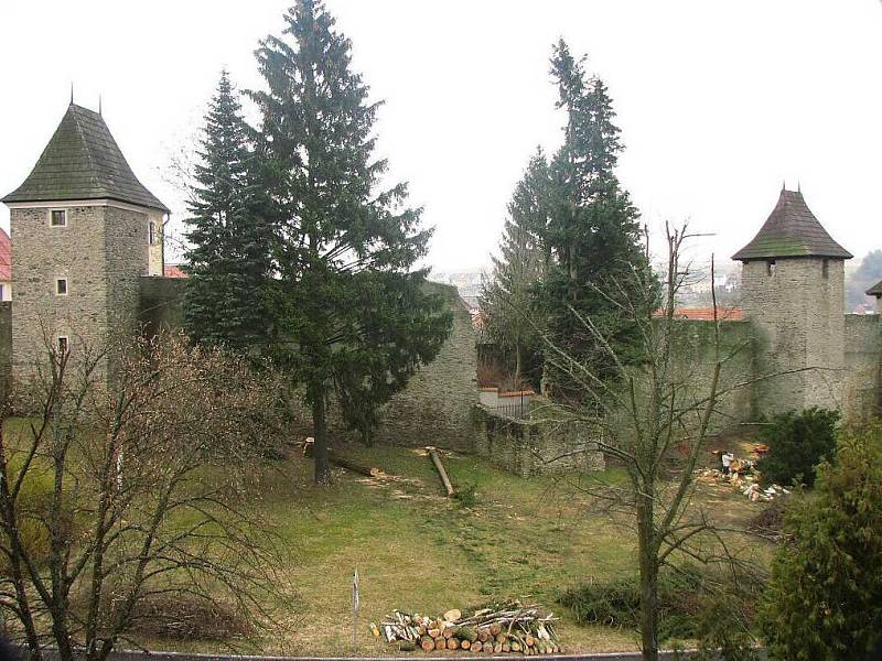 Sedm stromů rostoucích u hradeb v tachovské Zámecké ulici muselo před lety padnout stejně jako keře Svídy. 