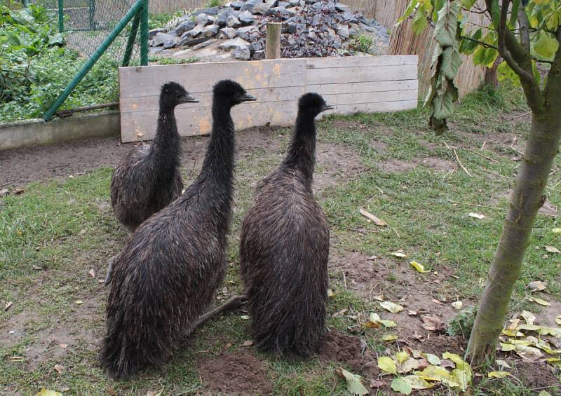 Chovatel úspěšně rozšiřuje malou zoo