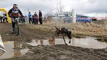 Psí spřežení závodila ve Stříbře na blátivé i štěrkové trati