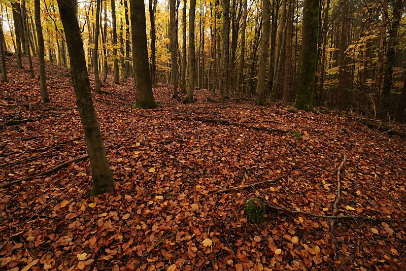 Broumovská bučina