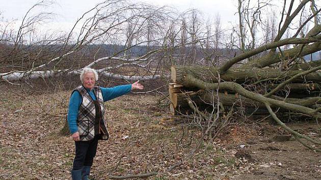Stromy padly za oběť elektrárně