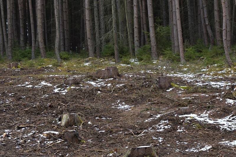 V lesích patřících městu Kladruby se kácely stromy napadené kůrovcem a také se devět hektarů plochy osázelo novými stromy.