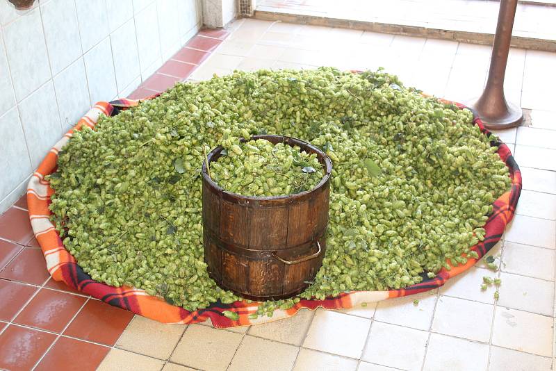 Do várky zimního speciálu v pivovaru v Chodové Plané putoval čerstvý zelený chmel.
