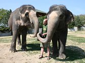 Chovatel Jan Javůrek se slonicemi Delhi a Kalou.