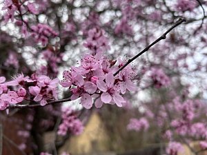 Rekordní teploty přivolaly květen už začátkem dubna, rozkvetly stromy, jež obvykle obdivujeme o měsíc později. Ilustrační snímek.