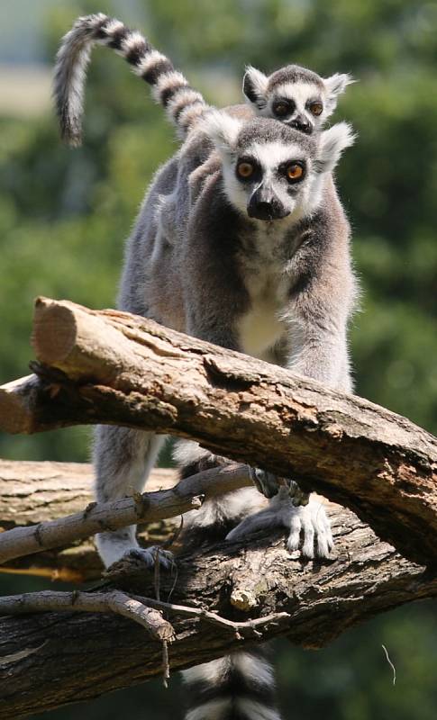 Ústecká zoologická zahrada otevřela průchozí výběh lemurů kata.
