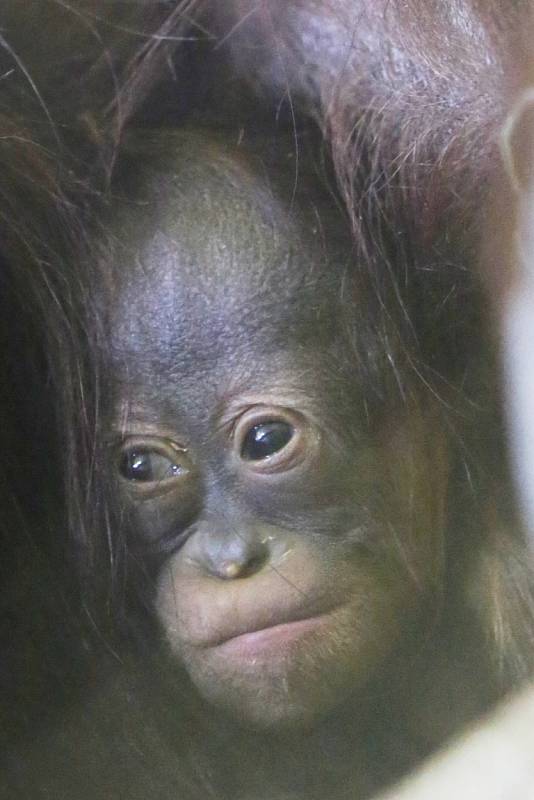 Mládě orangutana bornejského v ústecké zoo.