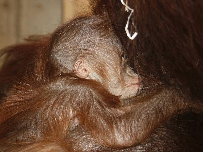 Mládě orangutana se narodilo v ústecké zoo.