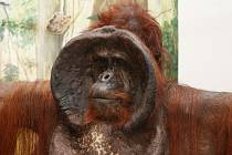 Orangutan Ňuňák bude nový obyvatel muzejních výstav