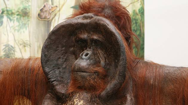 Orangutan Ňuňák bude nový obyvatel muzejních výstav