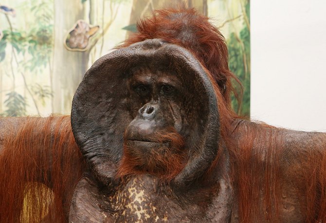 Orangutan Ňuňák bude nový obyvatel muzejních výstav