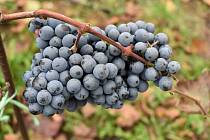Městská vinice na Větruši v Ústí nad Labem vydala letošní poklady. Téměř 200 kilogramů hroznů