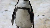 Zoo Ústí nad Labem  - tučňák brýlový