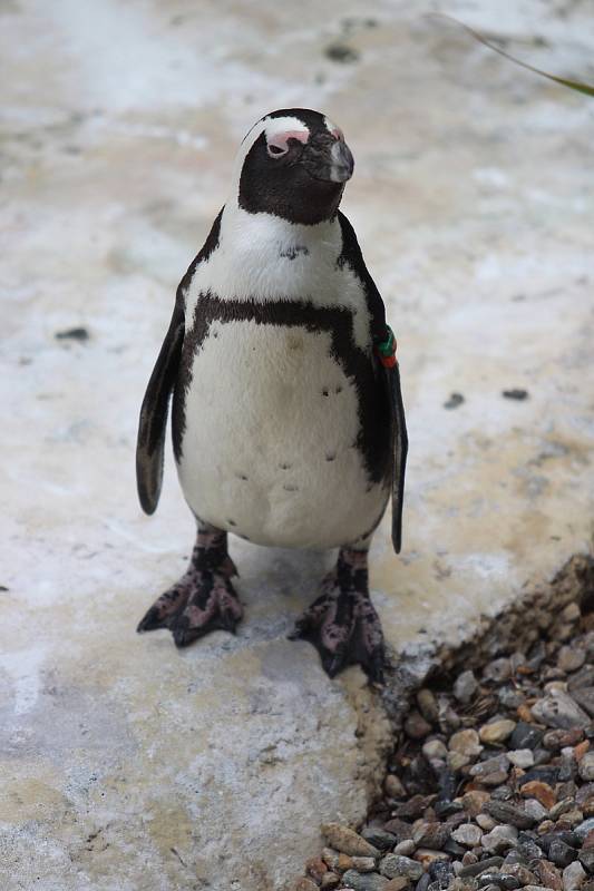 Zoo Ústí nad Labem  - tučňák brýlový