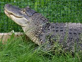 Od začátku tohoto týdne mohou návštěvníci ústecké zoologické zahrady vidět nově samici aligátora, která se jmenuje Adéla.