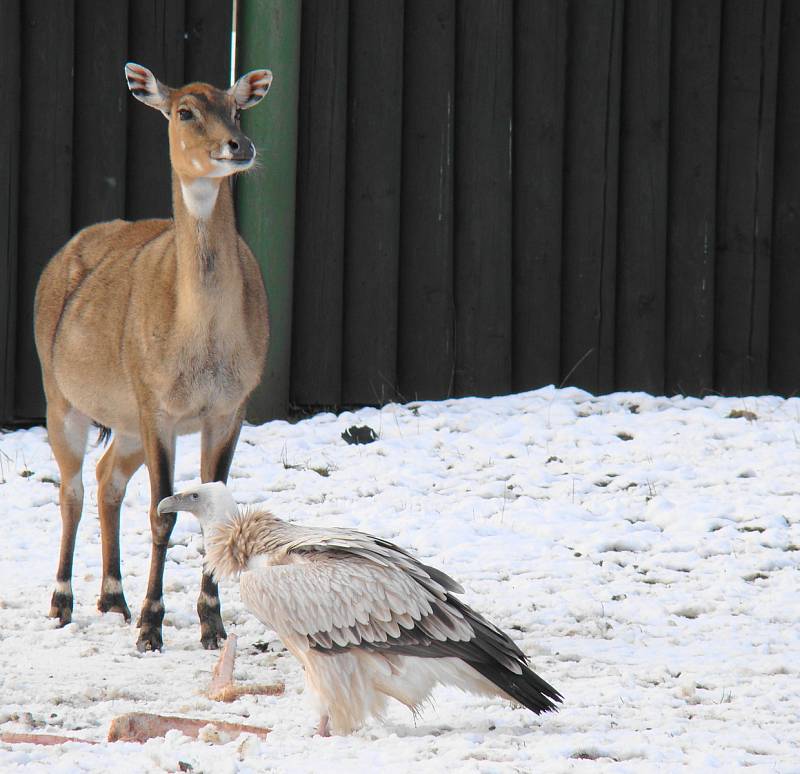 Ústecká zoo v zimě. Iustrační foto.