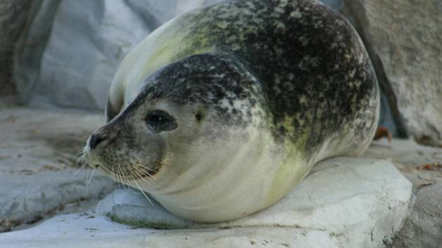 Tuleního samce Juniora musela ústecká zoo utratit. 