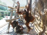 Orangutani v ústecké zoo. Archivní foto.