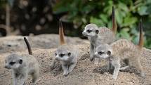 Nové přírůstky ústecké zoo - surikaty.