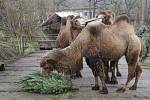 Pracovníci zoologické zahrady v Ústí nad Labem vylepšují jídelníček některým zvířatům vánočními stromky. Na symbolu Vánoc si nejvíce pochutnávají velbloudi, lamy, jelen sika či tapír.