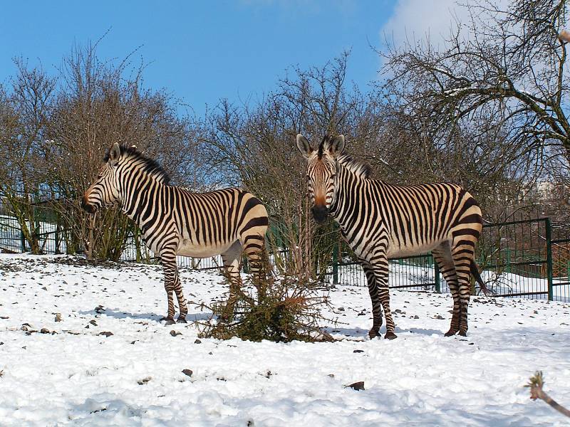 Ústecká zoo v zimě. Iustrační foto.