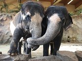Slonice v ústecké zoo vyhlíží nového šéfa.