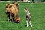 Pro Okamuru je ústecký velbloud prvním kmotřencem.