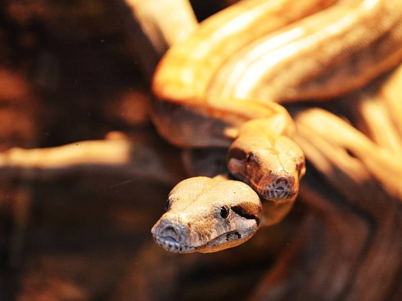 Také ZOO v Ústí nad Labem musí být kvůli opatřením proti šíření koronaviru uzavřena. Deník se tam vydal na návštěvu.