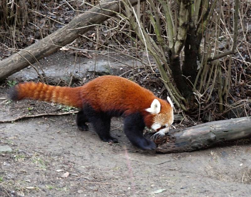 Odměnou školákům s jedničkami na vysvědčení byl o víkendu v ústecké zoo volný vstup, připravený test a sloní show. 