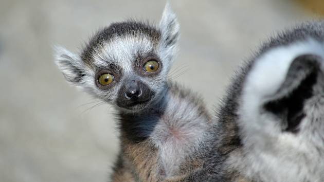 Malí lemuři v ústecké zoo