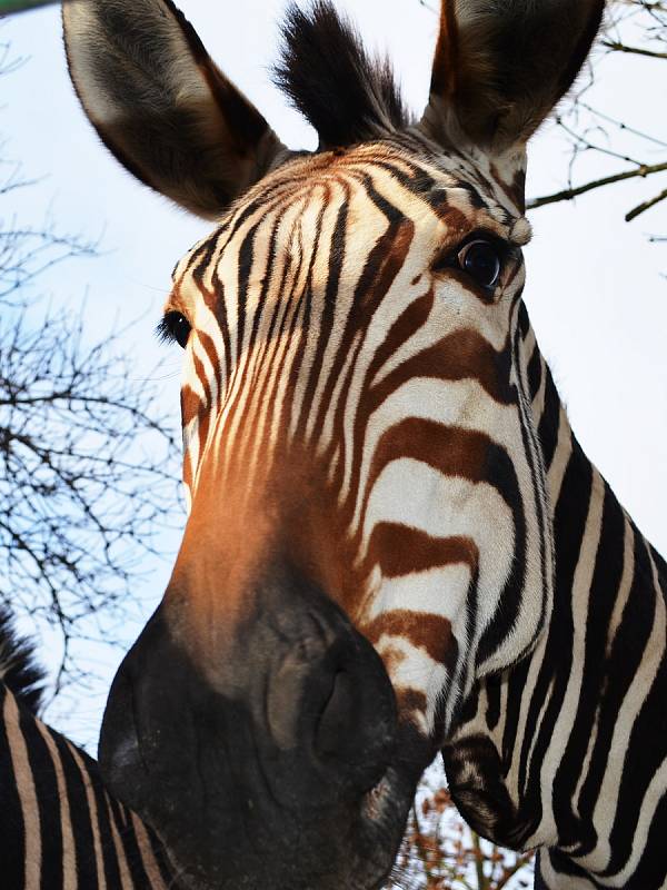 Také ZOO v Ústí nad Labem musí být kvůli opatřením proti šíření koronaviru uzavřena. Deník se tam vydal na návštěvu.