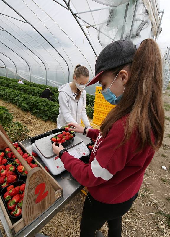 Sklizeň jahod na plantáži ve Svádově