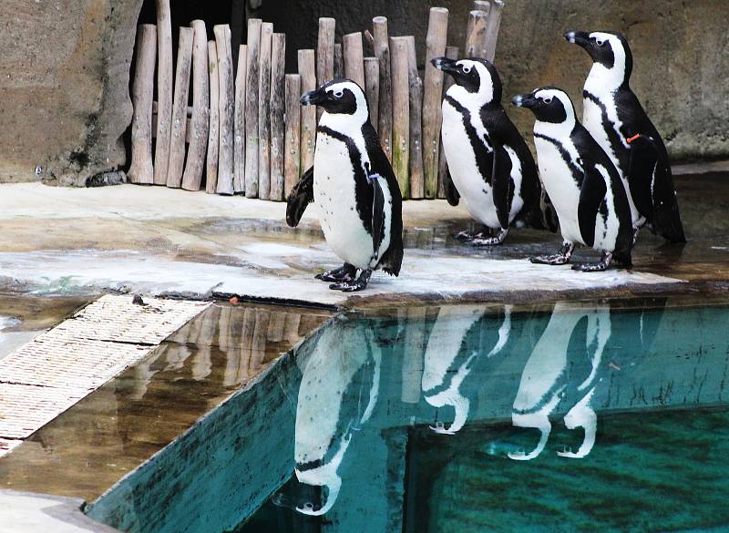 Ústecká zoo je kvůli opatřením proti šíření koronaviru uzavřena.