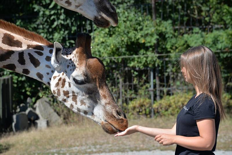 Zoo v Ústí nad Labem. Ilustrační foto