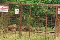 Odchytové klece na divoká prasata jsou zavřené