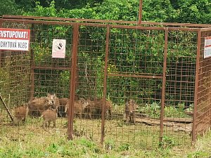 Odchytové klece na divoká prasata jsou zavřené