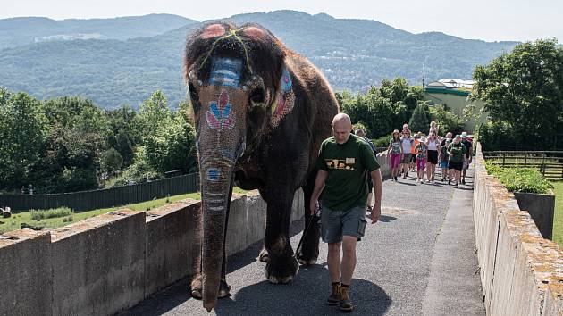 Při návštěvě ústecké zoo můžete potkat na vycházce slonici Delhi.