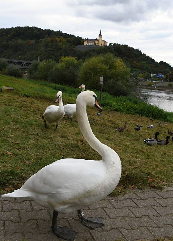 Na Střekově pod starým mostem bílé labutě secvičovaly hladový balet.