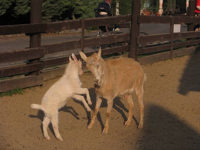 Velikonoce v ústecké zoo