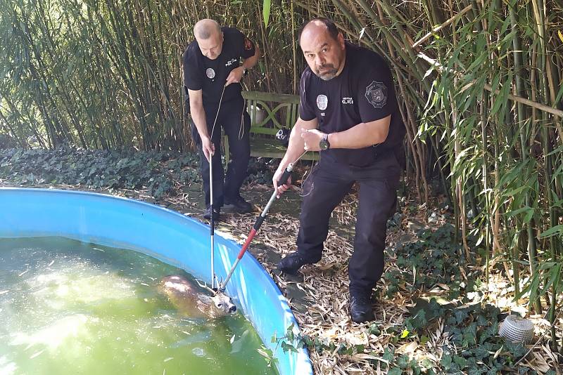Ústečtí strážníci zachránili srnce z bazénu