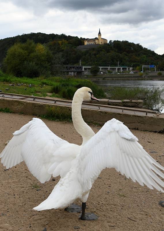 Na Střekově pod starým mostem bílé labutě secvičovaly hladový balet.