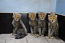Mezinárodní den gepardů, který připadá na 4. prosince, oslavila Zoo Ústí nad Labem oznámením radostné zprávy. Narodila se zde čtyři koťata tohoto vzácného druhu. V tomto roce se narodila mláďata gepardů štíhlých v sedmi zoologických zahradách v Evropě, z