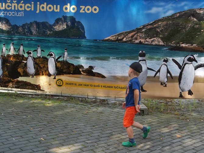 Tučňáci jdou do zoo.