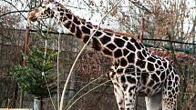 Také ZOO v Ústí nad Labem musí být kvůli opatřením proti šíření koronaviru uzavřena. Deník se tam vydal na návštěvu.